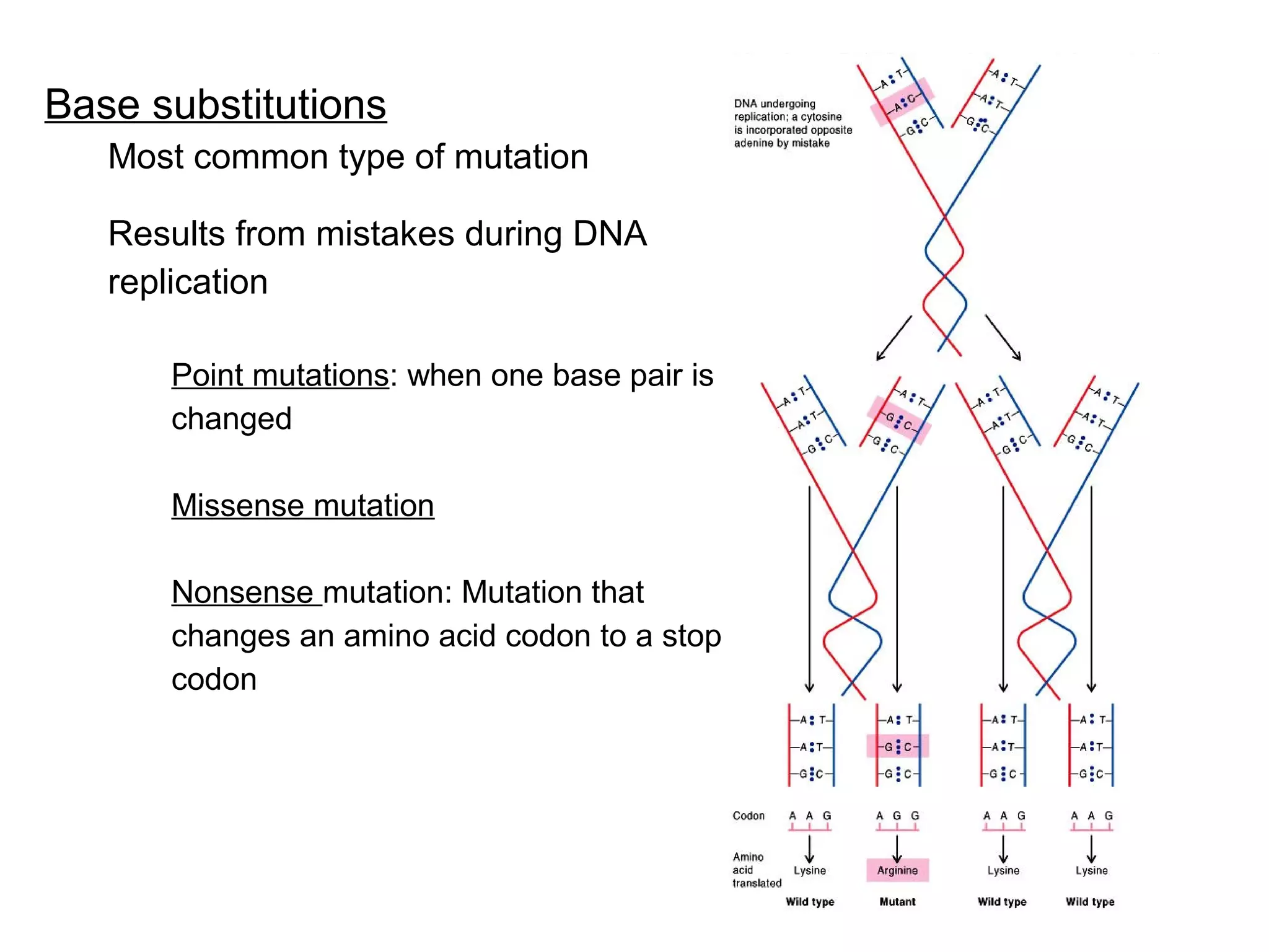 [Micro] bacterial genetics (6 jan) | PPT