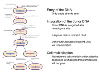 [Micro] bacterial genetics (6 jan) | PPT