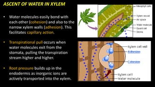 CAPE Biology UNIT 2 Syllabus Review Powerpoint | PDF