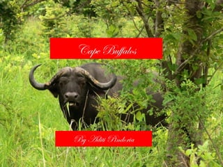 Cape Buffalos




By Aditi Pindoria
 