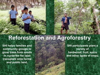  CassavaSustainable techniques for growing   traditional staple crops