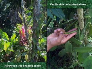 Rice paddies produce four times as much rice as slash-and-burn rice, so families have more to eat and more to sell.