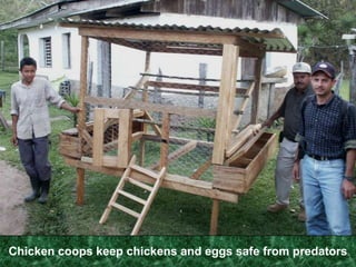 Alley-CroppingNitrogen fixing trees are mixed in with agricultural crops.Trees are cut back when they start to shade out the agricultural crops.Trunk and branches become firewood or fence posts, leaves and stems become mulch.