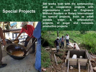 Vanilla vine on hardwood treeHardwood tree shading cacao.