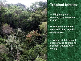 Tropical forests  Mitigate global warming by absorption of CO2