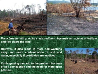   Allow rainfall to reach underground aquifers 	to maintain potable water supplyThe local people of Central America rely very directly on the forest for food, shelter, medicineand water.