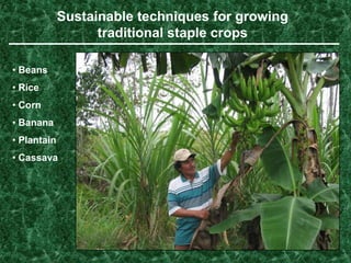 An important part of how SHI works is to hire local field trainers who work with individual families on the farms where these families live, helping them learn new techniques and market their crops, as well as helping to reforest in areas that are environmentally sensitive.Below are two of our Nicaragua field trainers visiting farmers and discussing the crops being grown.  It is this direct, hands-on and long-term commitment that makes SHI different.