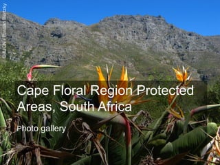 Cape Floral Region Protected
Areas, South Africa
Photo gallery
 