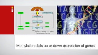 Methylation dials up or down expression of genes
 