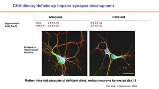DHA dietary deficiency impairs synapse development

                                Adequate                                     Deficient

Hippocampal            DHA      6.6 ± 0.7%                0.5 ± 0.1%
Fatty Acids            DPAn-6   0.4 ± 0.1%                4.7 ± 0.1%




              Synapes in
              Hippocampal
              Neurons




                                                                                      30 µm




              Mother mice fed adequate of deficient diets, embryo neurons harvested day 18
                                                                       Cao et al. J. Neurochem. 2009
 