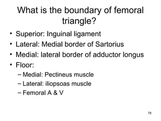 78
What is the boundary of femoral
triangle?
• Superior: Inguinal ligament
• Lateral: Medial border of Sartorius
• Medial: lateral border of adductor longus
• Floor:
– Medial: Pectineus muscle
– Lateral: iliopsoas muscle
– Femoral A & V
 