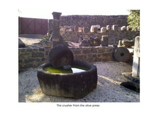 The crusher from the olive press