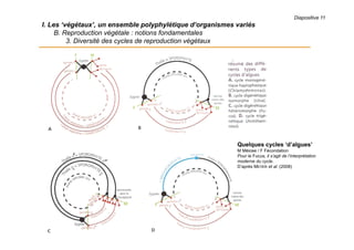 Diapositive 11
I. Les ‘végétaux’, un ensemble polyphylétique d’organismes variés
B. Reproduction végétale : notions fondamentales
3. Diversité des cycles de reproduction végétaux
Quelques cycles ‘d’algues’
M Méiose / F Fécondation
Pour le Fucus, il s’agit de l’interprétation
moderne du cycle.
D’après MEYER et al. (2008)
 