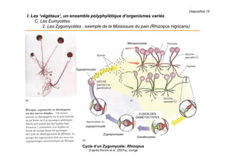 Diapositive 15
I. Les ‘végétaux’, un ensemble polyphylétique d’organismes variés
C. Les Eumycètes
2. Les Zygomycètes : exemple de la Moisissure du pain (Rhizopus nigricans)
Cycle d’un Zygomycète: Rhizopus
D’après RAVEN et al. (2007a), corrigé
Gamétocystes
Zygosporocyste
zygosporocyste
Zygosporocyste
Mitosporocyste
FUSION DES
GAMÉTOCYSTES
Gamétocystes
 