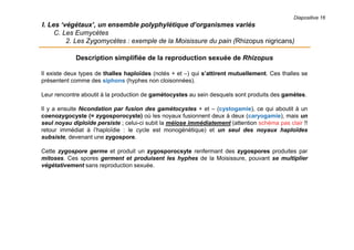 Diapositive 16
I. Les ‘végétaux’, un ensemble polyphylétique d’organismes variés
C. Les Eumycètes
2. Les Zygomycètes : exemple de la Moisissure du pain (Rhizopus nigricans)
Description simplifiée de la reproduction sexuée de Rhizopus
Il existe deux types de thalles haploïdes (notés + et –) qui s’attirent mutuellement. Ces thalles se
présentent comme des siphons (hyphes non cloisonnées).
Leur rencontre aboutit à la production de gamétocystes au sein desquels sont produits des gamètes.
Il y a ensuite fécondation par fusion des gamétocystes + et – (cystogamie), ce qui aboutit à un
coenozygocyste (= zygosporocyste) où les noyaux fusionnent deux à deux (caryogamie), mais un
seul noyau diploïde persiste ; celui-ci subit la méiose immédiatement (attention schéma pas clair !!
retour immédiat à l’haploïdie : le cycle est monogénétique) et un seul des noyaux haploïdes
subsiste, devenant une zygospore.
Cette zygospore germe et produit un zygosporocsyte renfermant des zygospores produites par
mitoses. Ces spores germent et produisent les hyphes de la Moisissure, pouvant se multiplier
végétativement sans reproduction sexuée.
 
