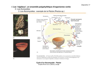Diapositive 17
I. Les ‘végétaux’, un ensemble polyphylétique d’organismes variés
C. Les Eumycètes
3. Les Ascomycètes : exemple de la Pézize (Peziza sp.)
Cycle d’un Ascomycète : Peziza
D’après RAVEN et al. (2007a), corrigé
Oocyste (ascogone)
Spermatocyste
l’oocyste
l’oocyste
 