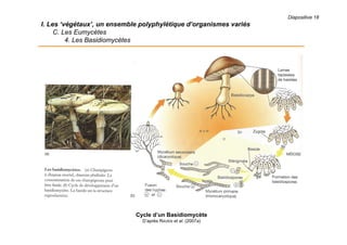Diapositive 18
I. Les ‘végétaux’, un ensemble polyphylétique d’organismes variés
C. Les Eumycètes
4. Les Basidiomycètes
Cycle d’un Basidiomycète
D’après RAVEN et al. (2007a)
 