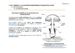 Diapositive 19
I. Les ‘végétaux’, un ensemble polyphylétique d’organismes variés
C. Les Eumycètes
4. Les Basidiomycètes
Morphologie d’un Basidiomycète
La structure érigée (chapeau + pied + volve…sans les
mycéliums) porte le nom de carpophore.
http://www.corif.net/site/especemois/champignon.htm
Description simplifiée de la reproduction des
Basidiomycètes
Il existe deux types de thalles haploïdes (notés + et –) qui s’attirent
mutuellement. Ces thalles sont composés d’hyphes cloisonnées
formant le mycélium primaire.
Leur rencontre aboutit à une fusion des cytoplasmes
(plasmogamie) sans fécondation. On obtient un mycélium
secondaire qui est dicaryotique.
À partir de ce mycélium, se développe un carpophore. À la
périphérie des lames du chapeau, il a formation de basides où il y a
caryogamie (= fécondation qui donne un zygote diploïde)
immédiatement suivie de la méiose qui produit ainsi des
basidiospores haploïdes.
Ces spores pourront ensuite germer dans le sol et former un
mycélium primaire.
Chapeau
Volve
Pied
Baside
Cuticule
Lames
Anneau
Mycélium
Bulbe
 