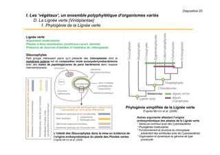 Diapositive 20
I. Les ‘végétaux’, un ensemble polyphylétique d’organismes variés
D. La Lignée verte [Viridiplantae]
1. Phylogénie de la Lignée verte
Lignée verte
Arguments moléculaires
Plastes à deux membranes (nombreux caract. dérivés)
Présence de réserves d’amidon à l’extérieur du chloroplaste
Glaucophytes
Petit groupe intéressant parce qu’il présente des chloroplastes dont la
membrane externe est de composition mixte eucaryote/cynobactérienne
avec des restes de peptidoglycanes de paroi bactérienne dans l’espace
intermembranaire.
Phylogénie simplifiée de la Lignée verte
D’après MEYER et al. (2008)
L’intérêt des Glaucophytes dans la mise en évidence de
l’origine endosymbiotique du plaste des Plantes vertes
D’après MEYER et al. (2008)
Métabiontes
Autres arguments attestant l’origine
endosymbiotique des plastes de la Lignée verte
° Gènes en commun avec des Cyanobactéries
° Phylogénies moléculaires
° Fonctionnement et structure du chloroplaste
présentant des similitudes avec les Cyanobactéries
° Organisation et dynamique du génome de type
procaryote
 