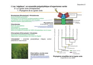 Diapositive 21
I. Les ‘végétaux’, un ensemble polyphylétique d’organismes variés
D. La Lignée verte [Viridiplantae]
1. Phylogénie de la Lignée verte
Rhodophytes [Rhodophyta] = Rhodobiontes
Grains d’amidon particuliers
Persistance de la membrane nucléaire pendant la mitose
Les gamètes sont des protoplastes (pas de paroi)
Pigments propres (phycobilisomes)
Chlorobiontes
Perte des phycobilines
Chlorophylle b
Organisation des thylakoïdes
Gène de la RuBisCO transféré de l’ADN chloroplastique vers le noyau
Chlorophytes [Chlorophyta] = Ulvophytes
Arguments essentiellement moléculaires
Organisation cytosquelettique de la base du flagelle
‘charophytes’ : ensemble paraphylétique d’algues surtout
présentes en eaux douces
Métabiontes
Phylogénie simplifiée de la Lignée verte
D’après MEYER et al. (2008)
Chara baltica, une des rares
‘charophytes’ marines
http://www.norfolkbiodiversity.org/actio
nplans/speciesactionplans/stonewort.a
spx
Phycobilisome
M. RAYMOND & F. JAUZEIN
http://www.tela-
botanica.org/sites/botanique/fr/documents/biblio/article
s_en_ligne/classification_phylogenetique.pdf
 