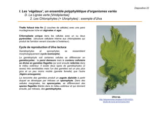 Diapositive 22
I. Les ‘végétaux’, un ensemble polyphylétique d’organismes variés
D. La Lignée verte [Viridiplantae]
2. Les Chlorophytes (= Ulvophytes) : exemple d’Ulva
Thalle foliacé très fin (2 couches de cellules) avec une paroi
mucilagineuse riche en alginates et agar.
Chloroplaste unique dans les cellules avec un ou deux
pyrénoïdes (structure cellulaire interne aux chloroplastes qui
produit de l'amidon venant s'accoler à l'extérieur).
Cycle de reproduction d’Ulva lactuca
Gamétophytes et sporophytes se ressemblent
morphologiquement (cycle isomorphe).
Le gamétophyte voit certaines cellules se différencier en
gamétocystes : la paroi demeure mais le contenu cellulaire
se divise en gamètes flagellés qui sont ensuite relâchés dans
le milieu extérieur. Il existe deux types de gamétophytes (2
sexes) très semblables mais l’un des gamètes est un peu plus
gros et un peu moins mobile (gamète femelle) que l’autre
(légère anisogamie).
La rencontre des gamètes produit un zygote diploïde à partir
duquel se développe par mitoses un sporophyte. Dans des
cellules marginales, les sporocystes, se différencient des
spores flagellés libérés dans le milieu extérieur et qui donnent
ensuite, par mitoses, des gamétophytes.
Ulva sp.
http://alguesvertes.blogspot.fr/2010/02/i-
etude-de-lulva-armoricana.html
 