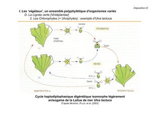 Diapositive 23
I. Les ‘végétaux’, un ensemble polyphylétique d’organismes variés
D. La Lignée verte [Viridiplantae]
2. Les Chlorophytes (= Ulvophytes) : exemple d’Ulva lactuca
Cycle haplodiplophasique digénétique isomorphe légèrement
anisogame de la Laitue de mer Ulva lactuca
D’après MORÈRE, PUJOL et al. (2003)
 