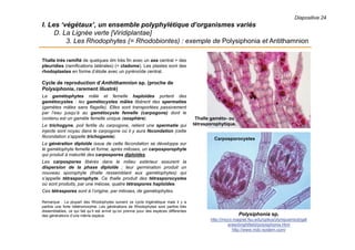 Diapositive 24
I. Les ‘végétaux’, un ensemble polyphylétique d’organismes variés
D. La Lignée verte [Viridiplantae]
3. Les Rhodophytes (= Rhodobiontes) : exemple de Polysiphonia et Antithamnion
Thalle très ramifié de quelques dm très fin avec un axe central + des
pleuridies (ramifications latérales) (= cladome). Les plastes sont des
rhodoplastes en forme d’étoile avec un pyrénoïde central.
Cycle de reproduction d’Anthithamnion sp. (proche de
Polysiphonia, rarement illustré)
La gamétophytes mâle et femelle haploïdes portent des
gamétocystes : les gamétocystes mâles libèrent des spermaties
(gamètes mâles sans flagelle). Elles sont transportées passivement
par l’eau jusqu’à au gamétocyste femelle (carpogone) dont le
contenu est un gamète femelle unique (oosphère).
Le trichogyne, poil fertile du carpogone, retient une spermatie qui
injecte sont noyau dans le carpogone où il y aura fécondation (cette
fécondation s’appelle trichogamie).
La génération diploïde issue de cette fécondation se développe sur
le gamétophyte femelle et forme, après mitoses, un carposporophyte
qui produit à maturité des carpospores diploïdes.
Les carpospores libérés dans le milieu extérieur assurent la
dispersion de la phase diploïde ; leur germination produit un
nouveau sporophyte (thalle ressemblant aux gamétophytes) qui
s’appelle tétrasporophyte. Ce thalle produit des tétrasporocystes
où sont produits, par une méiose, quatre tétraspores haploïdes.
Ces tétraspores sont à l’origine, par mitoses, de gamétophytes.
Remarque : La plupart des Rhodophytes suivent ce cycle trigénétique mais il y a
parfois une forte hétéromorphie. Les générations de Rhodophytes sont parfois très
dissemblables, ce qui fait qu’il est arrivé qu’on prenne pour des espèces différentes
des générations d’une même espèce. Polysiphonia sp.
http://micro.magnet.fsu.edu/optics/olympusmicd/gall
eries/brightfield/polysiphonia.html
http://www.mdc-system.com/
Thalle gaméto- ou
tétrasporophytique.
Carposporocystes
 