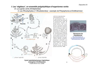 Diapositive 25
I. Les ‘végétaux’, un ensemble polyphylétique d’organismes variés
D. La Lignée verte [Viridiplantae]
3. Les Rhodophytes (= Rhodobiontes) : exemple de Polysiphonia et Antithamnion
Cycle haplodiplophasique trigénétique
anisogame d’Antithamnion
D’après MEYER et al. (2008)
Axe
Pleuridie
Tétraspores de
Polysiphonia
http://www.biologie.uni-
ulm.de/lehre/botanik/systematik
/pdf/rhodophyceae_web.pdf
 