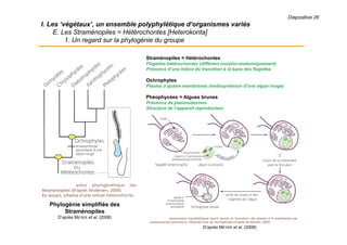 Diapositive 26
I. Les ‘végétaux’, un ensemble polyphylétique d’organismes variés
E. Les Straménopiles = Hétérochontes [Heterokonta]
1. Un regard sur la phylogénie du groupe
Phylogénie simplifiée des
Straménopiles
D’après MEYER et al. (2008)
Straménopiles = Hétérochontes
Flagelles hétérochontes (diffèrent morpho-anatomiquement)
Présence d’une hélice de transition à la base des flagelles
Ochrophytes
Plastes à quatre membranes (endosymbiose d’une algue rouge)
Phéophycées = Algues brunes
Présence de plasmodesmes
Structure de l’appareil reproducteur
D’après MEYER et al. (2008)
 