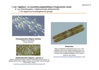 Diapositive 27
I. Les ‘végétaux’, un ensemble polyphylétique d’organismes variés
E. Les Straménopiles = Hétérochontes [Heterokonta]
1. Un regard sur la phylogénie du groupe
Chrysophycées (Algues dorées)
Surtout en eaux douces.
D’après Wikipédia
Diatomées
Algues unicellulaires planctoniques (de 2 μm à 1 mm)
présentes dans tous les milieux aquatiques (avec une
préférence pour les eaux froides) et enveloppées par un
squelette externe siliceux (frustule de deux thèques).
Cliché W. DIONI (2004)
http://forum.mikroscopia.com/index.php?showtopic=1199
Xanthophycées (Algues « jaunes »)
Algues unicellulaires couleur vert-jaune, généralement d'eau douce, se
déplaçant grâce à deux flagelles inégaux ou en émettant des pseudopodes.
Cliché André ? (2004)
http://forum.mikroscopia.com/index.php?showtopic=2018
 