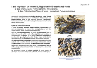 Diapositive 28
I. Les ‘végétaux’, un ensemble polyphylétique d’organismes variés
E. Les Straménopiles = Hétérochontes [Heterokonta]
2. Les Phéophycées (Algues brunes) : exemple du Fucus vesiculosus
Algue brune marine fixée sur les rochers de l’estran. Thalle rubané
(en lanières, en rubans) avec une ramification dichotomique, une
épaississement axial et des vésicules aérifères (aérocystes).
Certaines extrémités sont renflées (réceptacles où sont localisés les
parties reproductrices).
Cycle de Fucus vésiculosus
Il existe des thalles diploïdes mâle et femelle (sporophytes). Au
sein des réceptacles se trouvent des conceptacles qui sont des
cryptes pilifères fertiles (poils nommés paraphyses).
Dans les conceptacles femelles, on trouve des sporocystes faits au
départ d’une seule cellule ; cette cellule diploïde subit la méiose et
immédiatement une mitose, ce qui aboutit à 8 noyaux haploïdes qui
constituent le gamétophyte femelle. Chaque noyau s’individualise
devenant chacun une oosphère, immobile et chargée de réserves.
Les spermatozoïdes (biflagellés) sont produits dans les sporocystes
du thalle mâle : la cellule diploïde du sporocyste initial subit la méiose
puis 4 mitoses d’où la production de 64 spermatozoïde biflagellés.
La libération des gamètes dans l’eau aboutit à leur rencontre dans le
milieu (les gamètes mâles sont attirés par les oosphères de manière
chimiotactique).
La fécondation donne un zygote diploïde à partir duquel se
développe un nouveau thalle, mâle ou femelle (l’espère est dioïque).
Thalle
Wikipédia
Réceptacles
http://www.algaebase.org/search/species/detail/?spe
cies_id=87&sk=10
 