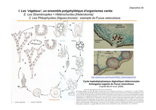 Diapositive 29
I. Les ‘végétaux’, un ensemble polyphylétique d’organismes variés
E. Les Straménopiles = Hétérochontes [Heterokonta]
2. Les Phéophycées (Algues brunes) : exemple du Fucus vesiculosus
Cycle haplodiplophasique digénétique hétéromorphe
Anisogame oogame du Fucus vesiculosus
D’après MEYER et al. (2008)
http://www2.puc.edu/Faculty/Gilbert_Muth/botglosf.htm
 
