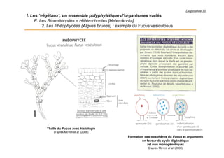 Diapositive 30
I. Les ‘végétaux’, un ensemble polyphylétique d’organismes variés
E. Les Straménopiles = Hétérochontes [Heterokonta]
2. Les Phéophycées (Algues brunes) : exemple du Fucus vesiculosus
Thalle du Fucus avec histologie
D’après MEYER et al. (2008)
Formation des oosphères du Fucus et arguments
en faveur du cycle digénétique
(et non monogénétique)
D’après MEYER et al. (2008)
 