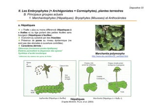 Diapositive 33
II. Les Embryophytes (= Archégoniates = Cormophytes), plantes terrestres
B. Principaux groupes actuels
1. Marchantiophytes (Hépatiques), Bryophytes (Mousses) et Anthocérotes
a. Hépatiques
 « Thalle » plus ou moins différencié (Hépatiques à
« thalles ») ou tige portant des petites feuilles sans
bourgeon (Hépatiques à feuilles).
 S’ancrent au substrat par des rhizoïdes
 Présence de pores au niveau épidermique (ne
sont pas des stomates à ouverture contrôlée).
 Caractères dérivés :
Oléocorps (inclusions protéo-lipidiques)
Élatères permettant la dispersion des spores*
Synthèse d’acide lunularique
* Différentes des élatères des spores de Prêles
Marchantia polymorpha
http://www.ebu.ee/tokko/25_samblad.html
Hépatiques
D’après MORÈRE, PUJOL et al. (2003)
 