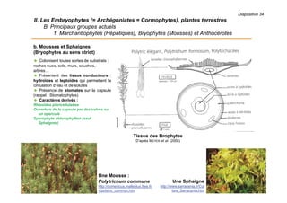 Diapositive 34
II. Les Embryophytes (= Archégoniates = Cormophytes), plantes terrestres
B. Principaux groupes actuels
1. Marchantiophytes (Hépatiques), Bryophytes (Mousses) et Anthocérotes
b. Mousses et Sphaignes
(Bryophytes au sens strict)
 Colonisent toutes sortes de substrats :
roches nues, sols, murs, souches,
arbres…
 Présentent des tissus conducteurs :
hydroïdes et leptoïdes qui permettent la
circulation d’eau et de solutés
 Présence de stomates sur la capsule
(rappel : Stomatophytes)
 Caractères dérivés :
Rhizoïdes pluricellulaires
Ouverture de la capsule par des valves ou
un opercule
Sporophyte chlorophyllien (sauf
Sphaignes)
Tissus des Brophytes
D’après MEYER et al. (2008)
Une Mousse :
Polytrichum commune
http://domenicus.malleotus.free.fr/
v/polytric_commun.htm
Une Sphaigne
http://www.sarracenia.fr/Cul
ture_Sarracenia.htm
 