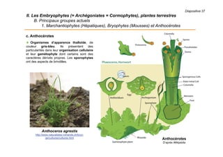 Diapositive 37
II. Les Embryophytes (= Archégoniates = Cormophytes), plantes terrestres
B. Principaux groupes actuels
1. Marchantiophytes (Hépatiques), Bryophytes (Mousses) et Anthocérotes
c. Anthocérotes
 Organismes d’apparence thalloïde, de
couleur gris-bleu. Ils présentent des
particularités dans leur organisation cellulaire
et leur gamétophyte dont certains sont des
caractères dérivés propres. Les sporophytes
ont des aspects de brindilles.
Anthocérotes
D’après Wikipédia
Anthoceros agrestis
http://www.naturalistes-romands.ch/bryo-
ge/cultures/cultures.html
 