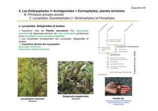 Diapositive 38
II. Les Embryophytes (= Archégoniates = Cormophytes), plantes terrestres
B. Principaux groupes actuels
2. Lycophytes, Équisétophytes (= Sphénophytes) et Filicophytes
a. Lycopodes, Sélaginelles et Isoètes
 Acquisition chez les Plantes vasculaires d’un sporophyte
dominant (la diplophase domine), de cires cuticulaires protectrices
et de trachéides à paroi annelée et lignifiée.
 Les Lycophytes correspondent aux Lycopodes, Sélaginelles et
Isoètes.
 Caractères dérivés des Lycophytes :
Sporanges réniformes
Organisation étoilée du xylème
D’aprèsMEYERetal.(2008)
Lycopodium clavatum
Wikipédia
Selaginella selaginoides
Wikipédia Isoetes sp.
http://www.proprofs.com/flashcards/car
dshowall.php?title=bio-1450-lab-
practical-review
 