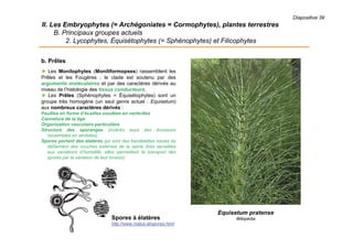 Diapositive 39
II. Les Embryophytes (= Archégoniates = Cormophytes), plantes terrestres
B. Principaux groupes actuels
2. Lycophytes, Équisétophytes (= Sphénophytes) et Filicophytes
b. Prêles
 Les Monilophytes (Moniliformopses) rassemblent les
Prêles et les Fougères ; le clade est soutenu par des
arguments moléculaires et par des caractères dérivés au
niveau de l’histologie des tissus conducteurs.
 Les Prêles (Sphénophytes = Équisétophytes) sont un
groupe très homogène (un seul genre actuel : Equisetum)
aux nombreux caractères dérivés :
Feuilles en forme d’écailles soudées en verticilles
Cannelure de la tige
Organisation vasculaire particulière
Structure des sporanges (insérés sous des écussons
rassemblés en strobiles)
Spores portant des élatères qui sont des bandelettes issues du
délitement des couches externes de la spore (très sensibles
aux variations d’humidité, elles permettent le transport des
spores par la variation de leur torsion)
Equisetum pratense
WikipédiaSpores à élatères
http://www.matus.at/spores.html
 
