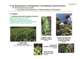 II. Les Embryophytes (= Archégoniates = Cormophytes), plantes terrestres
B. Principaux groupes actuels
2. Lycophytes, Équisétophytes (= Sphénophytes) et Filicophytes
c. Fougères
 Caractères dérivés des Filicophytes (Fougères) :
Feuille caractéristique nommée fronde
Déploiement de la fronde en crosse
Rhizoïdes du gamétophyte pluricellulaires
Anthéridie formée à partir d’une cellule superficielle
Système conducteur de type siphonostèle
Osmonde royale
Osmunda regalis
Wikipédia
Fougères arborescentes
de Nouvelle Calédonie
(Cyathea intermedia)
Wikipédia
Polypode vulgaire
Polypodium vulgare
Wikipédia
Fougère aigle
Pteridium aquilinum
http://livingafield.com/Plants_Bracken.htm Scolopendre
Phyllitis scolopendrium
Wikipédia
Diapositive 40
 
