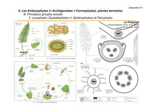 II. Les Embryophytes (= Archégoniates = Cormophytes), plantes terrestres
B. Principaux groupes actuels
2. Lycophytes, Équisétophytes (= Sphénophytes) et Filicophytes
Le Polypode
D’après MORÈRE, PUJOL et al. (2003)
et MEYER et al. (2008)
Diapositive 41
 