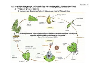 II. Les Embryophytes (= Archégoniates = Cormophytes), plantes terrestres
B. Principaux groupes actuels
2. Lycophytes, Équisétophytes (= Sphénophytes) et Filicophytes
Cycle digénétique haplodiplophasique digénétique hétéromorphe anisogame
oogame à diplophase dominante du Polypode
D’après MORÈRE, PUJOL et al. (2003)
Diapositive 42
 