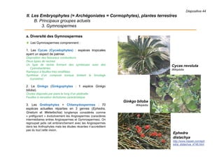 Diapositive 44
II. Les Embryophytes (= Archégoniates = Cormophytes), plantes terrestres
B. Principaux groupes actuels
3. Gymnospermes
a. Diversité des Gymnospermes
 Les Gymnospermes comprennent :
1. Les Cycas (Cycadophytes) : espèces tropicales
ayant un aspect de palmier.
Disposition des faisceaux conducteurs
Deux types de racines
Un type de racine formant des symbioses avec des
Cyanobactéries
Rameaux à feuilles très modifiées
Synthèse d’un composé toxique limitant le broutage
(cycasine)
2. Le Ginkgo (Ginkgophytes : 1 espèce Ginkgo
biloba).
Ovules disposés par paire le long d’un pédicelle
Feuilles à nervation dichotome caracéristique
3. Les Gnétophytes = Chlamydospermes : 70
espèces actuelles réparties en 3 genres (Ephedra,
Gnetum et Welwitschia) longtemps considérés comme
« préfigurant » évolutivement les Angiospermes (caractères
intermédiaires entres Angiospermes et Gymnospermes). On
regroupait jadis cet embranchement avec les Angiospermes
dans les Anthophytes mais les études récentes n’accréditent
pas du tout cette vision.
Cycas revoluta
Wikipédia
Ginkgo biloba
Wikipédia
Ephedra
distachya
http://www.hlasek.com/eph
edra_distachya_4746.html
 