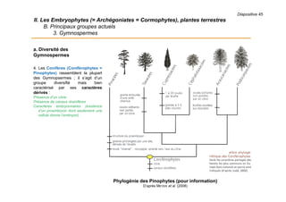 Diapositive 45
II. Les Embryophytes (= Archégoniates = Cormophytes), plantes terrestres
B. Principaux groupes actuels
3. Gymnospermes
a. Diversité des
Gymnospermes
4. Les Conifères (Coniférophytes =
Pinophytes) rassemblent la plupart
des Gymnopsermes ; il s’agit d’un
groupe diversifié mais bien
caractérisé par ses caractères
dérivés :
Présence d’un cône
Présence de canaux résinifères
Caractères embryonnaires (existence
d’un proembryon dont seulement une
cellule donne l’embryon)
Phylogénie des Pinophytes (pour information)
D’après MEYER et al. (2008)
 