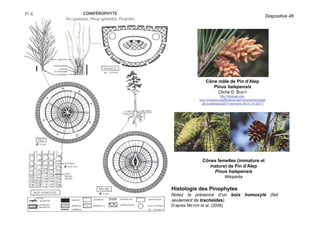 Diapositive 46
Histologie des Pinophytes
Notez la présence d’un bois homoxylé (fait
seulement de trachéides).
D’après MEYER et al. (2008)
Cône mâle de Pin d’Alep
Pinus halepensis
Cliché D. BUSTI
http://biologie.ens-
lyon.fr/ressources/Biodiversite/Documents/image
-de-la-semaine/2011/semaine-44-31-10-2011/
Cônes femelles (immature et
mature) de Pin d’Alep
Pinus halepensis
Wikipédia
 