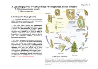 Diapositive 47
II. Les Embryophytes (= Archégoniates = Cormophytes), plantes terrestres
B. Principaux groupes actuels
3. Gymnospermes
b. Cycle du Pin Pinus sylvestris
1. Le sporophyte diploïde est l’arbre. Il est monoïque
dicline (les organes reproducteurs mâles et femelles se
développent sur des rameaux différents).
2. Les cônes mâles libèrent des gamétophytes
microscopiques que sont les grains de pollens. Ceux-
ci dérivent d’un microsporocyte qui subit la méiose
donnant 4 microscopores haploïdes. Chaque
microspore subit 2 mitoses, ce qui donne des grains de
pollens à 4 cellules (1 cellule générative, 2 cellules
prothalliennes et 1 cellule de tube). Notez que le grain
porte des ballonnets aérifères, favorisant la
pollinisation anémophile.
3. Les cônes femelles se développent complètement
en deux ans. Les cônes de 1e année (chlorophylliens)
portent des ovules nus (mégasporanges : nucelle
pluricellulaire + 1 mégasporocyte). Le mégasporocyte
subit la méiose et donne quatre mégaspores
haploïdes dont seule une perdure (les 3 autres
dégénèrent). La mégaspore restante se différencie en
un tissu nommé endosperme (coenoyctique a départ, il
se cellularise 13 mois après la pollinisation) qui
correspond au gamétophyte femelle. Quelques cellules
se différencient en archégones avec une oosphère
unique (il y a donc plusieurs archégones). D’après RAVEN et al. (2007a)
 