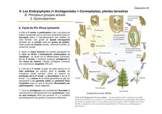 Diapositive 48
II. Les Embryophytes (= Archégoniates = Cormophytes), plantes terrestres
B. Principaux groupes actuels
3. Gymnospermes
b. Cycle du Pin Pinus sylvestris
4. Dès la 1e année, la pollinisation a lieu. Les grains de
pollens transportés par le vent sont acheminés jusqu’au
micropyle grâce à l’aérodynamisme des écailles du
cône femelle. Une goutte de liquide micropylaire
sécrétée par le nucelle capte les grains de pollens.
Cette goutte se résorbe ensuite, amenant le pollen au
contact du nucelle.
5. Après un repos hivernal, les écailles grandissent et
le cône se ferme. L’endosperme coenocytique se
cellularise : au terme de sa différenciation (prinemps-
été de 2e année), il renferme quelques archégones et
des tissus de réserve. Chaque archégone comporte
une volumineuse oosphère (100 µm).
6. L’été de la 1e année, le grain de pollen germe en un
tube pollinique qui pénètre dans le nucelle. Sa
croissance cesse pendant l’hiver et reprend au
printemps de la 2e année. La fécondation a lieu la 2e
année : il y a mitose de la cellule générative du gdp qui
aboutissent à des gamètes mâles qui pénètrent dans
l’oosphère mais un seul la féconde (fécondation par
siphonogamie) ; l’autre dégénère.
7. Tous les archégones sont normalement fécondés et
commencent le développement d’un proembryon, mais
un seul embryon finira par perdurer (il y a toutefois
anecdotiquement des graines à plusieurs embryons).
D’après RAVEN et al. (2007a)
 