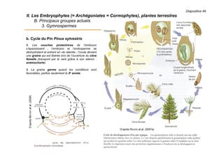 Diapositive 49
II. Les Embryophytes (= Archégoniates = Cormophytes), plantes terrestres
B. Principaux groupes actuels
3. Gymnospermes
b. Cycle du Pin Pinus sylvestris
8. Les couches protectrices de l’embryon
s’épaississent ; l’embryon et l’endosperme se
déshydratent et entrent en vie ralentie : l’ovule devient
une graine qui est libérée lors de l’ouverture du cône
femelle (transport par le vent grâce à son aileron :
anémochorie).
9. La graine germe quand les conditions sont
favorables, parfois seulement la 3e année.
D’aprèsMEYERetal.(2008)
D’après RAVEN et al. (2007a)
 