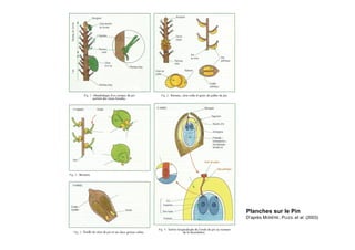 Planches sur le Pin
D’après MORÈRE, PUJOL et al. (2003)
 