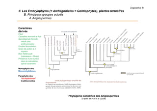 Diapositive 51
II. Les Embryophytes (= Archégoniates = Cormophytes), plantes terrestres
B. Principaux groupes actuels
4. Angiospermes
Caractères
dérivés
Fleur
Carpelles donnant le fruit
Gamétophyte femelle
réduit (sac
embryonnaire)
Double fécondation
Grain de pollen à 3
noyaux
Bois hétéroxylé
(vaisseaux + fibres)
Présence d’une tunica
dans le méristème
apical caulinaire
Monophylie des
Monocotylédones
Paraphylie des
‘dicotylédones’
traditionnelles
Phylogénie simplifiée des Angiospermes
D’après MEYER et al. (2008)
 