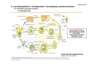 Diapositive 52
II. Les Embryophytes (= Archégoniates = Cormophytes), plantes terrestres
B. Principaux groupes actuels
4. Angiospermes
Cycle vital des Angiospermes
D’après RAVEN et al. (2007a)
Voir interventions de l’EC2 :
Histologie végétale, Physiologie
végétale, Reproduction végétale,
Cellule végétale…
Quelques planches de synthèse
sont proposées dans les
diapositives suivantes
 